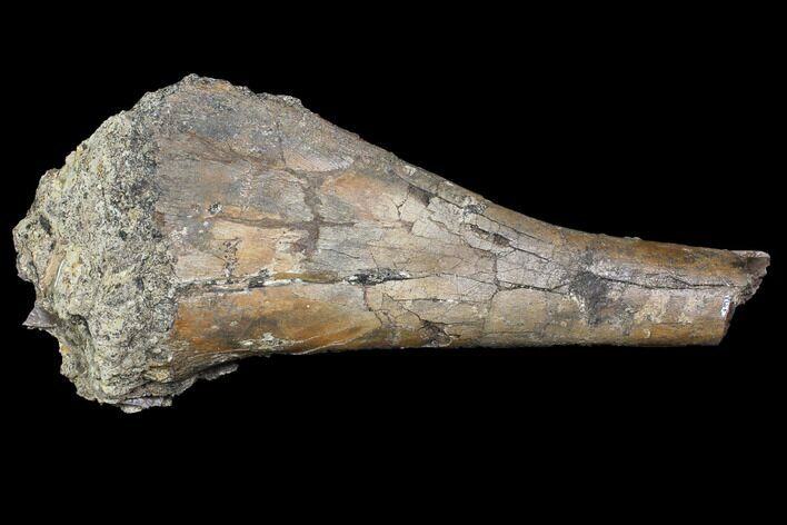 Fossil Hadrosaur Fibula Section - Aguja Formation, Texas #116578
